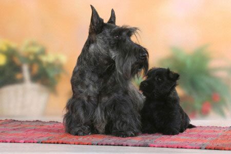 scottish_terrier_03